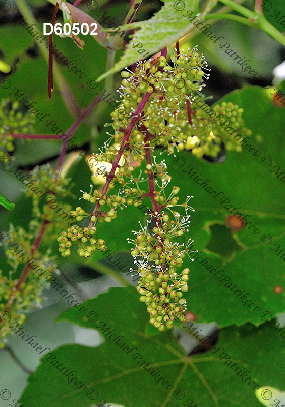 Summer Grape (Vitis aestivalis)